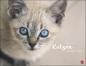 Preview: Monika Wegler - Katzenkalender 2023  - Kalender