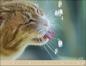 Preview: Monika Wegler - Katzenkalender 2023  - Kalender