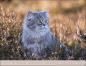Preview: Monika Wegler - Katzenkalender 2023  - Kalender