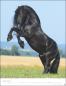 Preview: Pferde Classics Posterkalender 2023  - Kalender - Sabine Stuewer