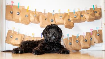 Adventskalender für Hunde