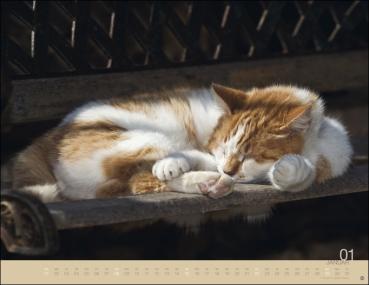 Monika Wegler - Katzenkalender 2023  - Kalender
