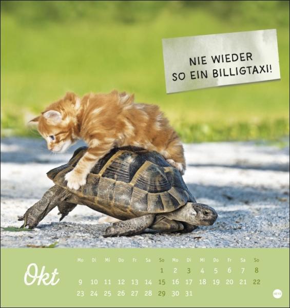 Tierisch gut drauf Postkartenkalender 2023
