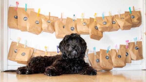 Adventskalender für Hunde