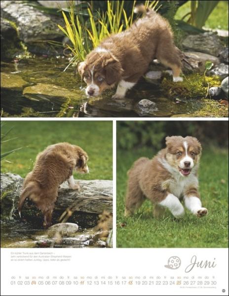 Monika Wegler - Hundekinder Posterkalender 2023  - Kalender