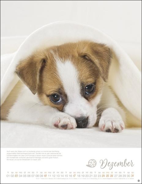Monika Wegler - Hundekinder Posterkalender 2023  - Kalender