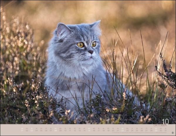 Monika Wegler - Katzenkalender 2023  - Kalender