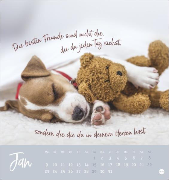 Ziemlich beste Freunde - Hunde Postkartenkalender 2023