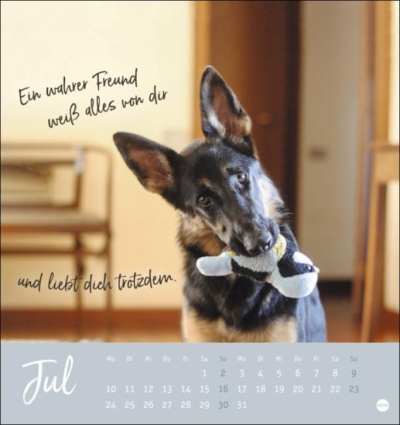 Ziemlich beste Freunde - Hunde Postkartenkalender 2023